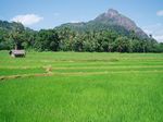 Rice fields in Matale