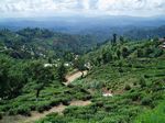Tea fields around Nuwara Eliya