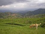 Hills around Nuwara Eliya
